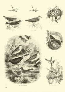 Sida från The Pictorial Museum of Animated Nature av English School