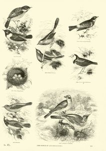 Sida från The Pictorial Museum of Animated Nature av English School