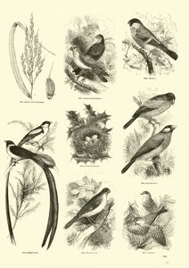 Sida från The Pictorial Museum of Animated Nature av English School