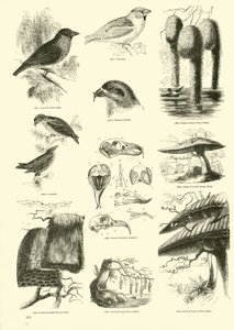 Sida från The Pictorial Museum of Animated Nature