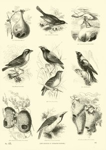 Sida från The Pictorial Museum of Animated Nature av English School