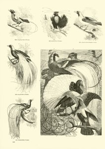 Sida från The Pictorial Museum of Animated Nature av English School