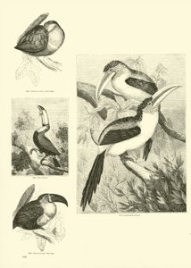 Sida från The Pictorial Museum of Animated Nature av English School