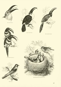 Sida från The Pictorial Museum of Animated Nature