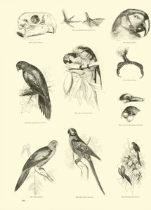 Sida från The Pictorial Museum of Animated Nature av English School