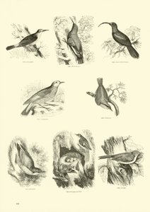 Sida från The Pictorial Museum of Animated Nature