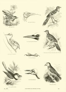 Sida från The Pictorial Museum of Animated Nature av English School
