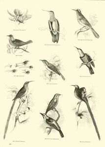 Sida från The Pictorial Museum of Animated Nature av English School