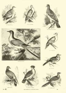 Sida från The Pictorial Museum of Animated Nature av English School