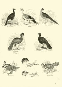 Sida från The Pictorial Museum of Animated Nature av English School
