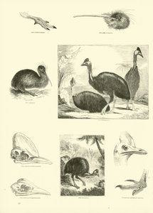 Sida från The Pictorial Museum of Animated Nature
