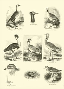 Sida från The Pictorial Museum of Animated Nature av English School