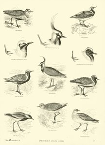 Sida från The Pictorial Museum of Animated Nature av English School