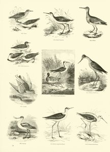 Sida från The Pictorial Museum of Animated Nature av English School