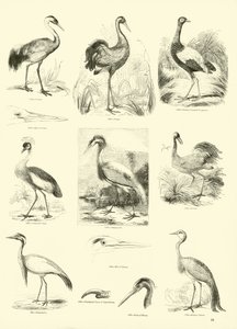 Sida från The Pictorial Museum of Animated Nature av English School