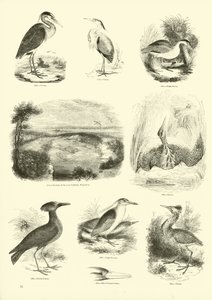Sida från The Pictorial Museum of Animated Nature