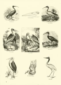 Sida från The Pictorial Museum of Animated Nature av English School