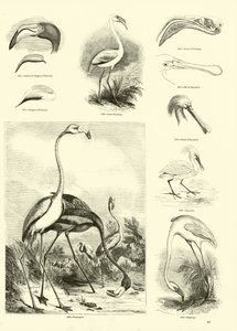 Sida från The Pictorial Museum of Animated Nature