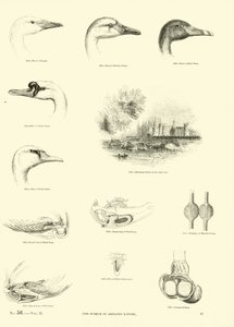 Sida från The Pictorial Museum of Animated Nature av English School