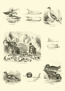 Sida från The Pictorial Museum of Animated Nature