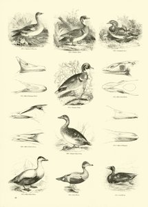 Sida från The Pictorial Museum of Animated Nature av English School