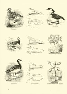 Sida från The Pictorial Museum of Animated Nature av English School