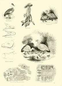 Sida från The Pictorial Museum of Animated Nature av English School