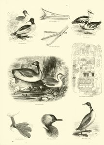 Sida från The Pictorial Museum of Animated Nature av English School