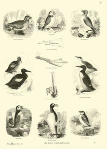 Sida från The Pictorial Museum of Animated Nature