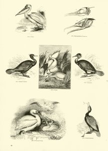 Sida från The Pictorial Museum of Animated Nature