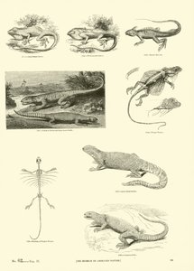 Sida från The Pictorial Museum of Animated Nature av English School