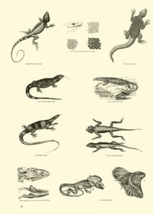 Sida från The Pictorial Museum of Animated Nature av English School