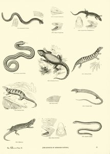 Sida från The Pictorial Museum of Animated Nature av English School