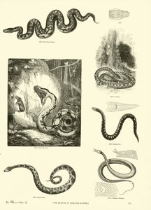 Sida från The Pictorial Museum of Animated Nature av English School