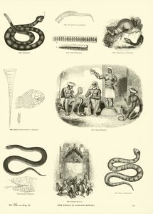Sida från The Pictorial Museum of Animated Nature av English School
