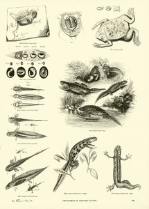 Sida från The Pictorial Museum of Animated Nature