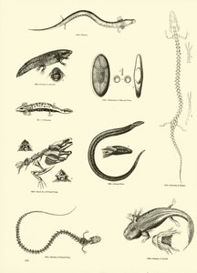 Sida från The Pictorial Museum of Animated Nature av English School