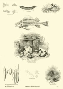 Sida från The Pictorial Museum of Animated Nature av English School
