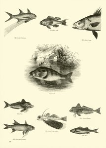 Sida från The Pictorial Museum of Animated Nature