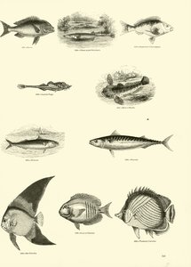 Sida från The Pictorial Museum of Animated Nature av English School