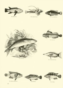 Sida från The Pictorial Museum of Animated Nature av English School