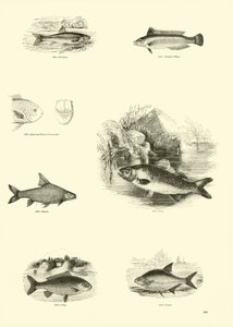 Sida från The Pictorial Museum of Animated Nature