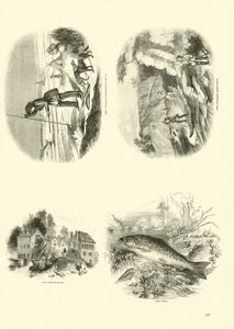 Sida från The Pictorial Museum of Animated Nature