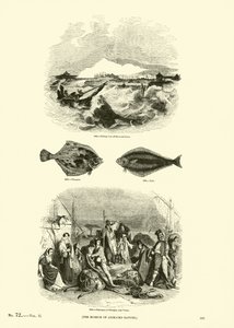 Sida från The Pictorial Museum of Animated Nature av English School