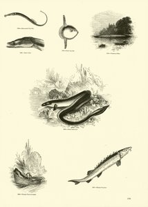 Sida från The Pictorial Museum of Animated Nature