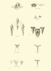 Sida från The Pictorial Museum of Animated Nature av English School