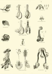 Sida från The Pictorial Museum of Animated Nature