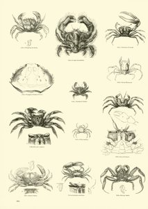 Sida från The Pictorial Museum of Animated Nature av English School