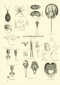 Sida från The Pictorial Museum of Animated Nature av English School