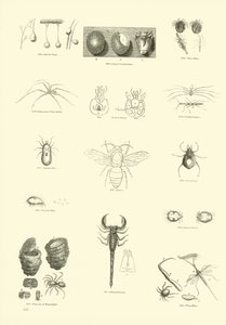 Sida från The Pictorial Museum of Animated Nature av English School